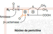 Antibióticos beta-lactâmicos Penicilinas e outros