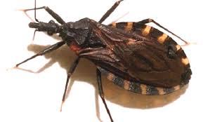 - Folha 1 Barbeiro - Triatoma infestans O nome cientifico do inseto barbeiro é Triatoma infestans, mas no Brasil sao conhecidas mais de 30 especies que transmitem a doença de Chagas.