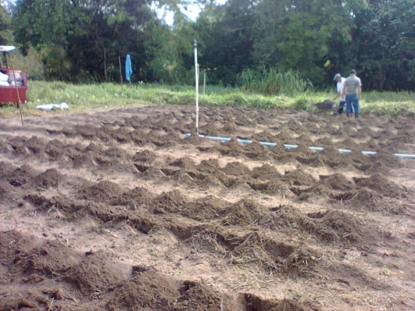 4 Preparo da área experimental e plantio Realizou-se a coleta de amostras de solo da camada de 0 20 cm da área experimental para análise da sua composição química, de acordo com a metodologia adotada