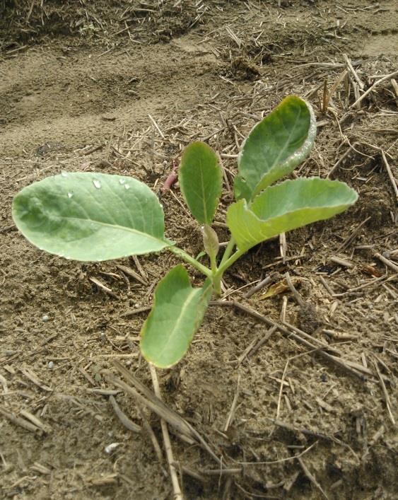 28 5.5 Cultivares usadas e formação das mudas Foram utilizadas no experimento sementes das seguintes cultivares de couve-flor recomendadas para o cultivo em estações climáticas de verão e primavera: