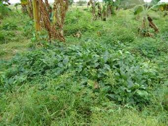 Exemplos de plantas usadas como adubação verde: feijão-guandu em área de roça (A) e