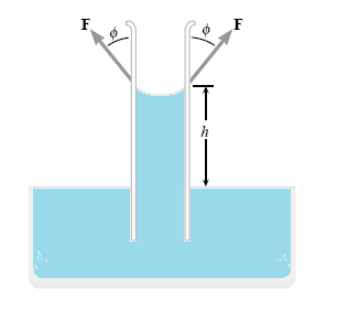 Capilaridade O valor da ascensão capilar num tubo circular é determinado pelo equilíbrio de forças na coluna cilíndrica de altura h no tubo.