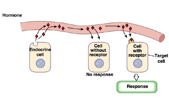 Sinalização endócrina Hormônio célula-alvo (receptores de