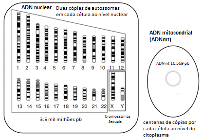 1.2. O Genoma Humano O genoma é o conjunto de todo o ADN (ácido desoxirribonucleico) de um indivíduo.