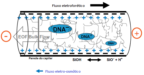 parede interna do capilar previne a exposição das cargas negativas minimizando o fluxo eletroosmótico (Figura 22) (Butler, 2012). Figura 22.