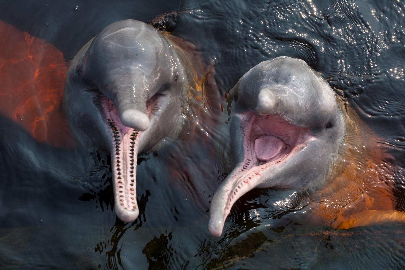 O maior golfinho de água doce do mundo é um dos animais mais