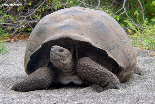 Arquipélago de Galápagos Espanhóis seguindo caminho das tartarugas;