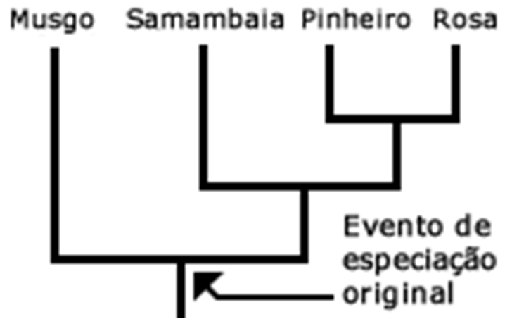 Retomando: clados são grupos que partilham um ancestral comum exclusivo. Em uma árvore filogenética, esses grupos são conhecidos por serem todos incluídos por um nó.