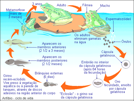 reprodução. As larvas dos anfíbios apresentam linhas laterais semelhantes a dos peixes.