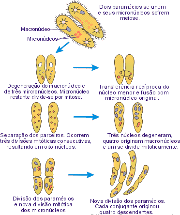 por picos cíclicos de febre. Reprodução Sexuada: o Simples: ocorre nos sarcodíneos, onde dois indivíduos se fundem, sofrem meiose e originam novos indivíduos.