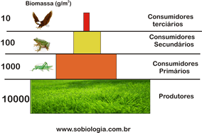 PIRÂMIDES Biomassa: corresponde a matéria orgânica de cada nível trófico (sua pirâmide é igual