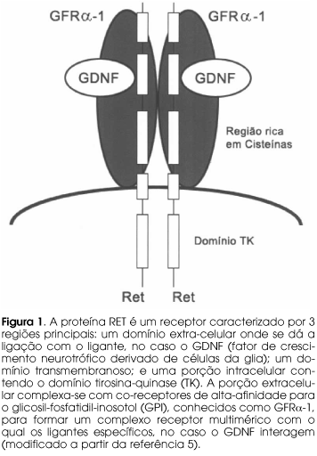 Gen Ret e NEM II Gen Ret - Respnsável pel fenótip NEM II - 21
