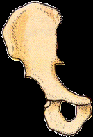 Tipos de ossos Quanto à forma os ossos podem classificar-se em: Ossos longos: a dimensão predominante é o comprimento e o osso é espesso. Exemplo: fémur.