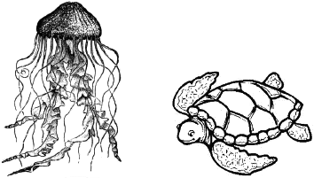 1. (Unicamp 2015) O estudo do desenvolvimento embrionário é importante para se entender a evolução dos animais. Observe as imagens abaixo.