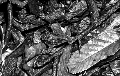 7. (Unicamp 2014) A foto abaixo mostra o sapo de chifre em meio a folhas no chão da Mata Atlântica. b) Cite dois tipos de interação de morcegos com plantas. 10.
