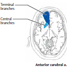 Artéria cerebral anterior Localizar a lesão Parésia/plegia MI contralateral (Parésia facial + parésia espástica do MS) Hipostesia MI contralateral Incontinência urinária Paratonia Alteração memória e