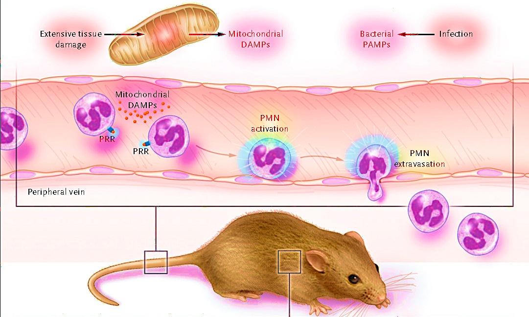 Mitocôndria e inflamação Dano Tecidual DAMPS