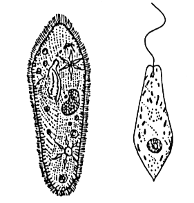 11. Protozoários e invertebrados 1. (U.