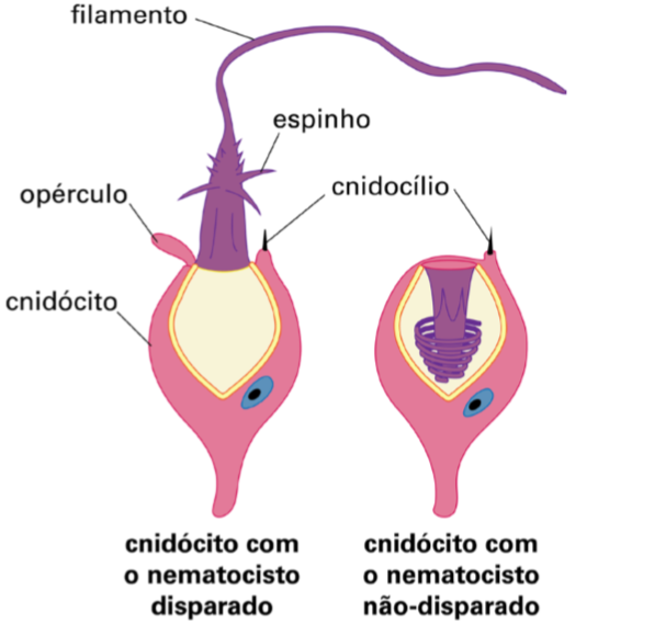 gastroderme fagocitam o alimento parcialmente digerido, concluindo a digestão intracelularmente. Os restos da digestão são eliminados pela própria boca, não havendo ânus. Figura 6.