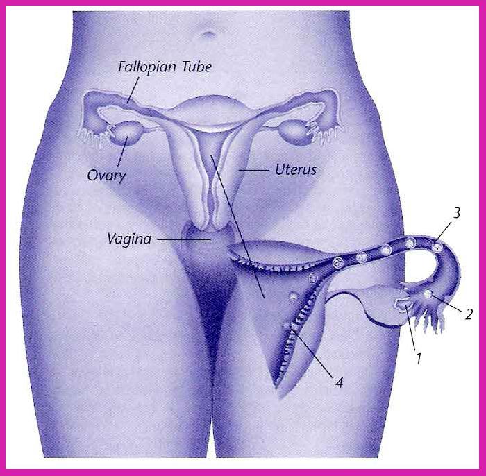 Para compreender como os cistos se formam nos ovários é preciso conhecer um pouco sobre o ciclo menstrual da mulher.