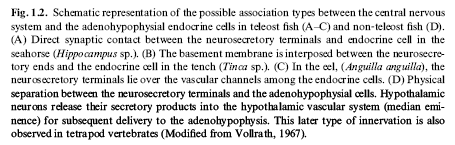 Peixes não tem o mesmo padrão vascular que os tetrápodes na ligação do eixo