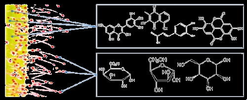 quercetina, hiperosideo, e a isoquercetina, extraídos da Sundew, foram capazes de inibir a elastase, uma enzima proteolítica que age sobre o colágeno IV, e a elastina na matriz extracelular,