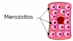 Hepatócito Invasão do hepatócito Reprodução