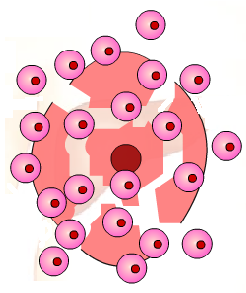 FASE ERITROCÍTICA Hepatócito destruído pelos protozoários Penetração dos protozoários Diferenciação em gametócitos Hemácia com gametócito nas hemácias Fêmeas de Anopheles sugam