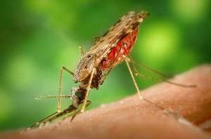 Malária Prevenção Tratar homem