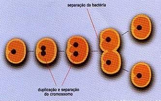 Reprodução assexuada Divisão binária O DNA bacteriano se duplica e,