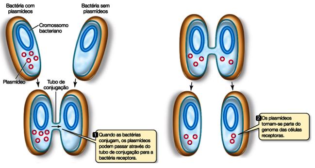 Reprodução sexuada Conjugação Ocorre transferência de plasmídeos de