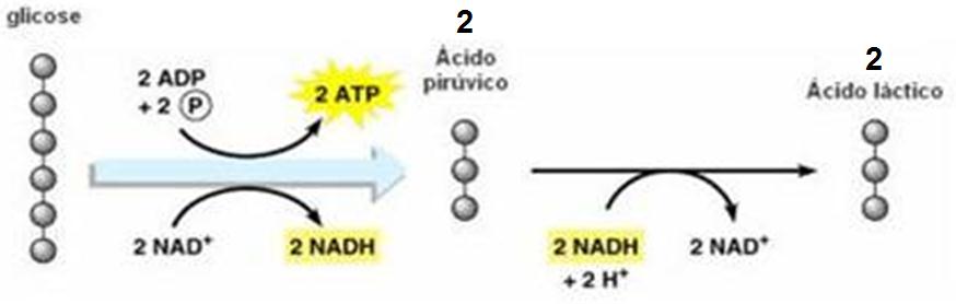 IMPORTÂNCIA: produção de energia em células musculares quando em