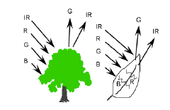 Figura 1.13 Curvas de refletância espectral típicas da vegetação, solo e água. 1.5.1. Comportamento espectral da vegetação O comportamento espectral da vegetação varia consoante o tipo de vegetação.
