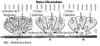 Fonte: JUNQUEIRA, L. C.& CARNEIRO, J. Biologia Celular e Molecular. Rio de Janeiro: Guanabara Koogan, 2000. p. 295.