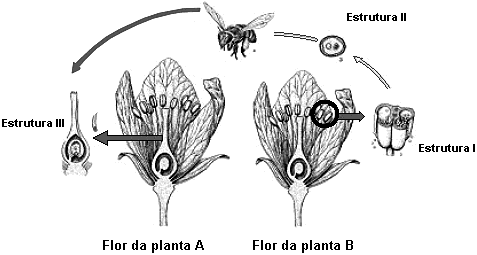 6. (Ufu) A figura adiante refere-se a um processo ecológico muito importante para a manutenção dos ecossistemas naturais e agrícolas. Analise essa figura e responda as questões a seguir.