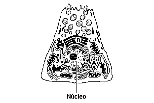 3-(FUVEST) O esquema representa uma célula secretora de enzimas em que duas estruturas citoplasmáticas estão indicadas por letras (A e B).