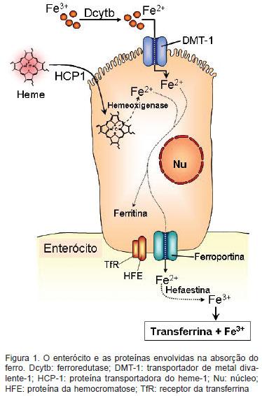 Introdução - A Hemocromatose Hereditária O papel da HFE na Homeostase do Fe I) NO DUODENO - Papel modelador na absorção de ferro proveniente