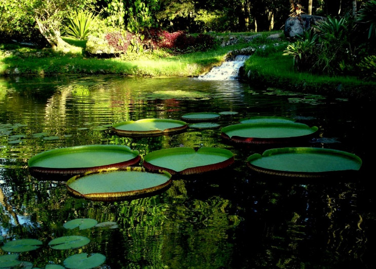 Autorizado pela Lei Municipal nº 0246/2006 Criação de novos jardins botânicos vai até dia 22 de maio Pesquisadores definem os jardins botânicos como instituições que reúnem coleções documentadas de