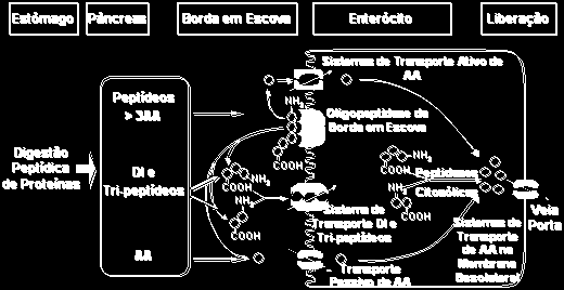 Absorção de aminoácidos Existem pelo menos sete sistemas