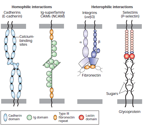 Moléculas de adesão celular ligam-se umas às outras e a proteínas intracelulares Quatro famílias principais de CAMs (Cell Adhesion Molecules): Caderinas, Superfamília das Imunoglobulinas (Ig),
