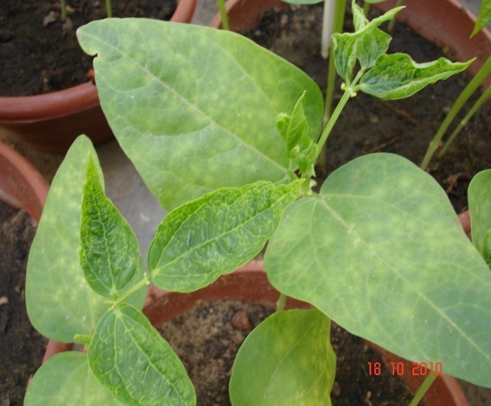 Planta de Vigna unguiculata L.