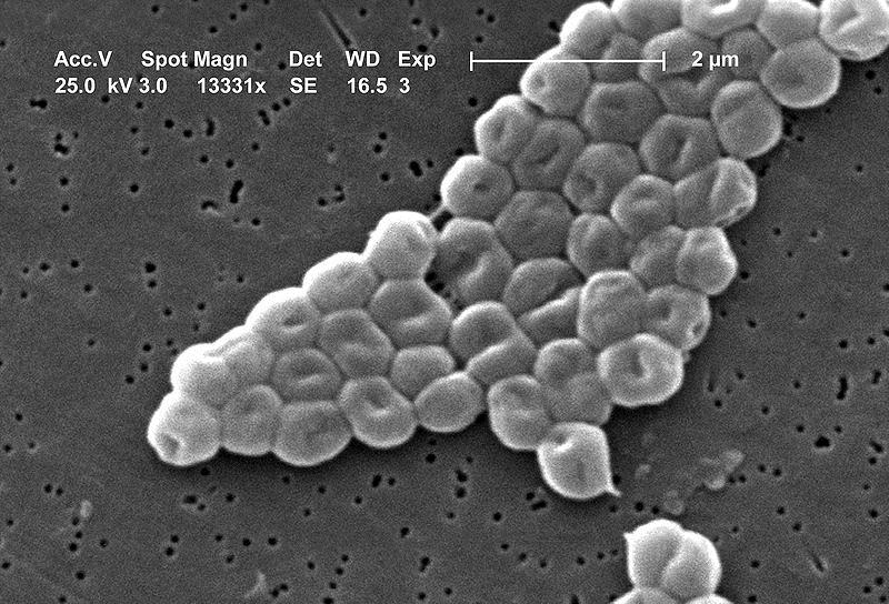 GRAM - Acinetobacter - Gram aeróbias - Distribuição ampla na água e no solo.