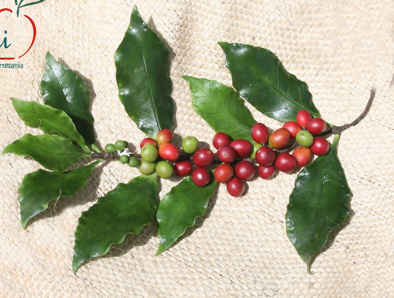 Originário da Etiópia, na África, o fruto do cafeeiro tornou-se popular no mundo e adaptou-se bem na região da Arábia, localizada naquele continente.