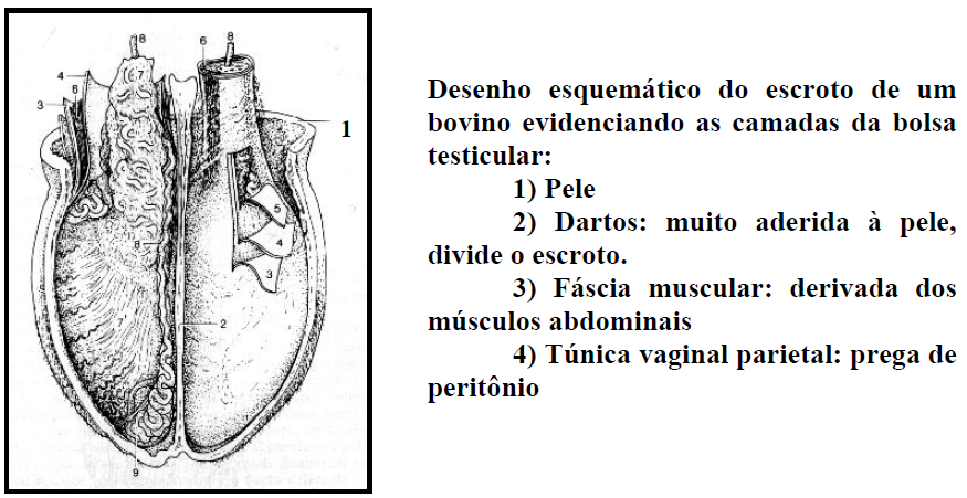 (desceu durante a migração) 5) Túnica albugínea: tecido espesso e resistente que envolve a