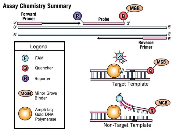 RTS032 HSV2 Q PCR Alert Kit Rev.