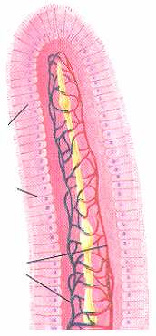 biliares emulsificam a emulsificam gordura da a dieta no intestino gordura delgado, da formando dieta no micelas intestino mistas delgado, formando micelas mistas Lipases intestinais degradam