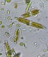 Cultivos de microalgas Identificação (Bacterias, Diatomeas, Dinoflagelados, Cianobacterias) PCR especificas (gênero, espécie ), Sequenciação (SSU, ITS, rbcl, ) Contaminação (sistemas