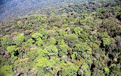 Cerrado Brasileiro Floresta Tropical Clima Tropical: Clima quente e úmido, com chuvas concentradas no verão, influenciado pelas Massas de Ar Oceânicas.