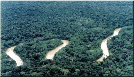 Floresta Equatorial Floresta Tropical Clima Equatorial: Altas temperaturas e grande pluviosidade distribuída ao longo de todo o