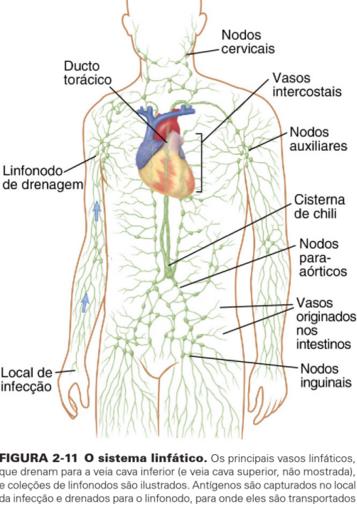 O SISTEMA LINFÁTICO Consiste em vasos especializados que drenam fluído